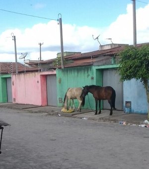 Cavalos soltos incomodam moradores de conjunto residencial em Arapiraca