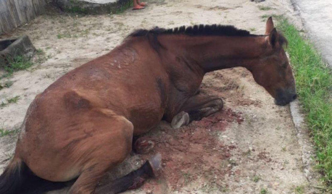 Cavalo morre após ser esfaqueado por criminoso em Penedo