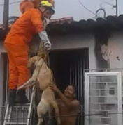 [Vídeo] Cão é resgatado do telhado em residência no Jacintinho 