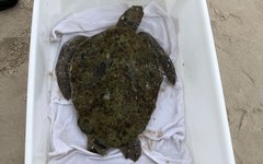 Uma tartaruga foi encontrada morta e a outra viva, em Paripueira
