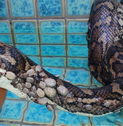 A cobra coberta por mais de 500 carrapatos resgatada na Austrália