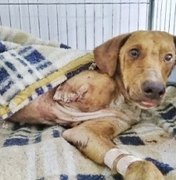 Cão sobrevive após ser amarrado na linha do trem e ter pata amputada