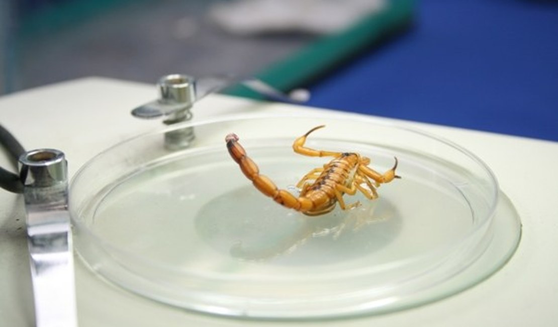 Sesau alerta sobre medidas que evitam proliferação de escorpiões