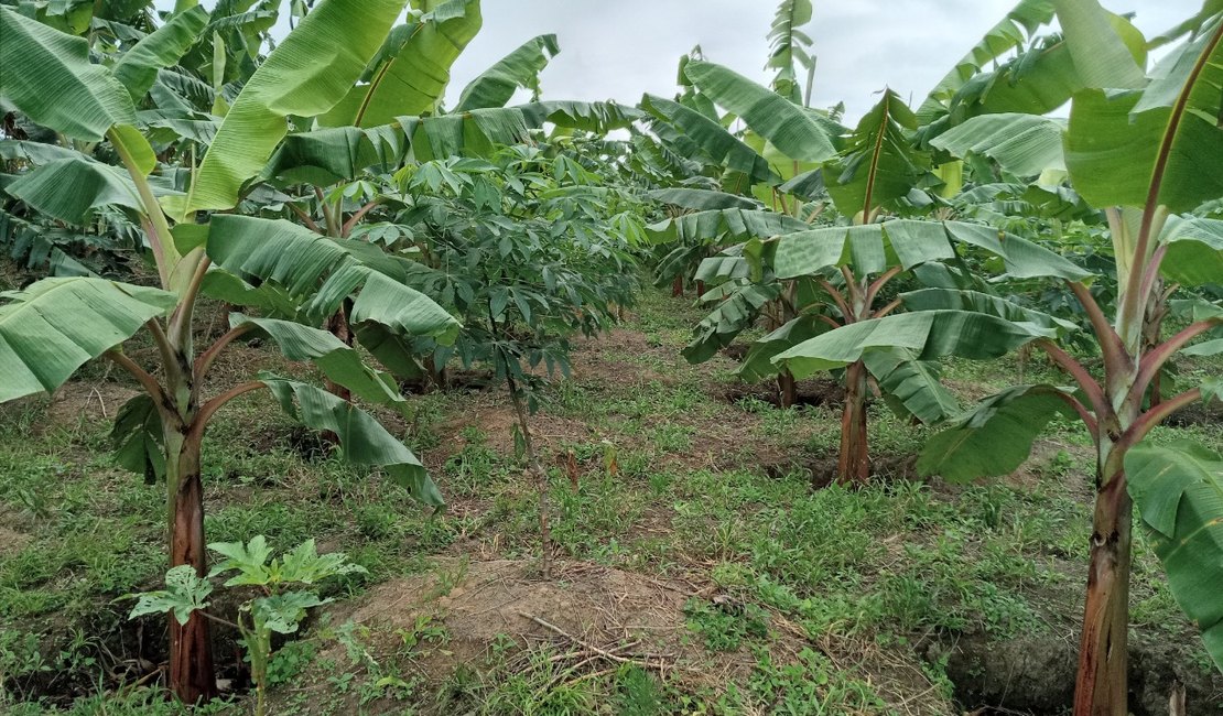 Emater realiza dia de campo para discutir manejo e adubação do solo no cultivo da banana em Branquinha