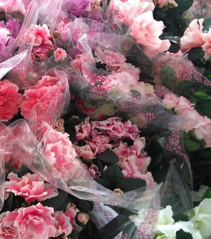 Festival das Flores de Holambra traz promoções para os últimos dias 