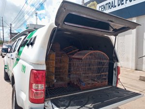 Polícia Ambiental apreende pássaros silvestres em residência bairro Arnon de Melo, em Arapiraca