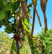 Emater realiza dia de campo para discutir o cultivo da banana em dois municípios da Zona da Mata