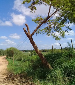 Árvore ameaça cair e pode causar um acidente grave na zona rural de Arapiraca 