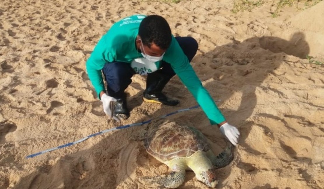 Tartaruga marinha é encontrada morta na Praia de Cruz das Almas, em Maceió