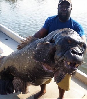 Foto de um peixe-gorila choca a internet, que cria as teorias mais loucas sobre o bicho