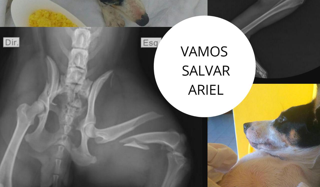 Mulher pede ajuda para salvar cadela atropelada na Av. Menino Marcelo