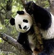 Panda sai e gorila entra na lista de animais ameaçados de extinção