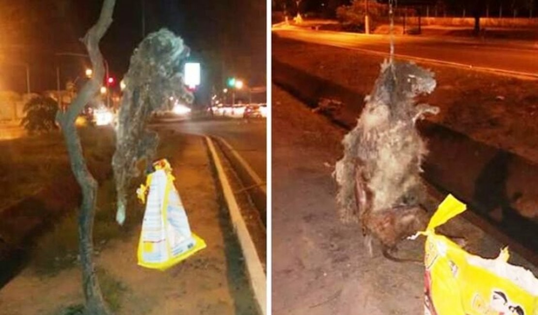 Cães são mortos e pendurados em árvores