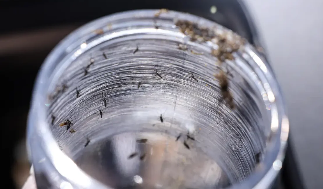 Ministério da Saúde intensificará mobilização contra dengue no Brasil