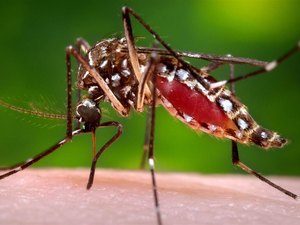 Ministério da Saúde alerta para casos de chikungunya em AL