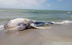 Baleia jubarte é encontrada morta em Marechal