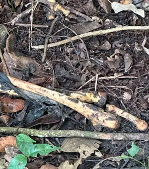 Ossada humana é encontrada às margens da AL-105 no município de Coruripe