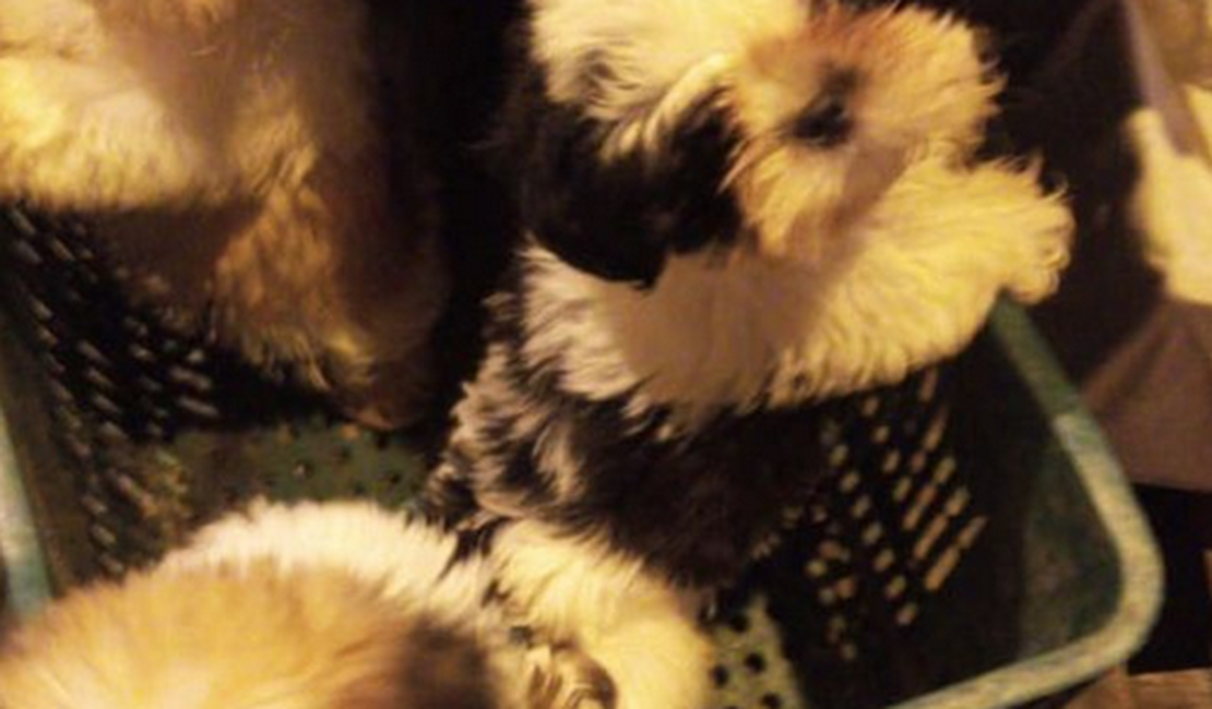 Cães da raça shih-tzu são resgatados após furto em pet shop na Jatiúca