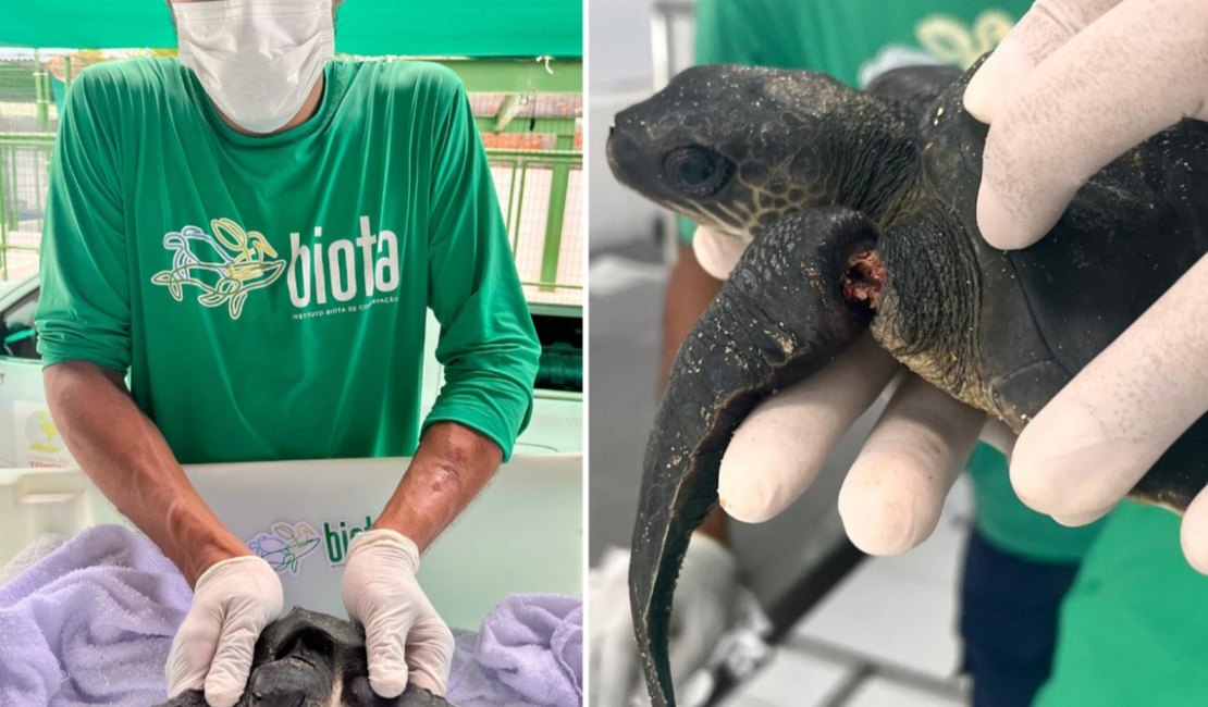 Filhote de tartaruga marinha é resgatado com nadadeiras estranguladas no Mirante da Sereia