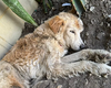 Golden Retriever com gravatinha junina é encontrado abandonado no Jaraguá