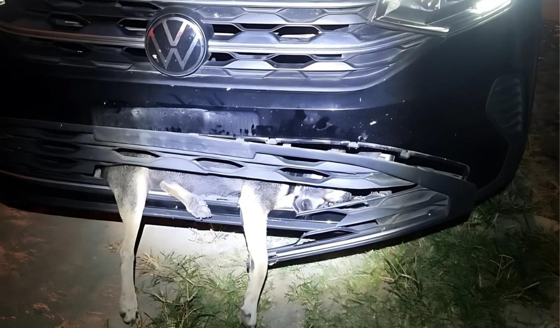 Cão fica preso em para-choque de carro após colisão