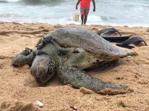 Tartaruga verde é encontrada com vida na orla da Jatiúca, em Maceió 