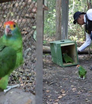 [Vídeo] Papagaios Chauás avançam para fase final antes da soltura em Alagoas