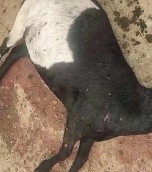 [Vídeo] Moradores fazem vigílias após novos ataques a rebanhos em Craíbas e Igaci