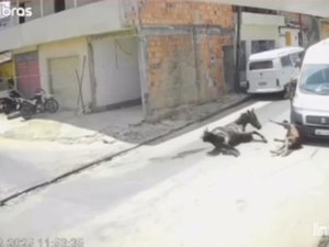 Jovem cai de cavalo e bate em veículo no município de Porto Calvo