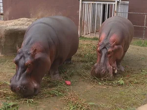 Casal de hipopótamos fica noivo no Dia dos Namorados, no Bioparque do Rio
