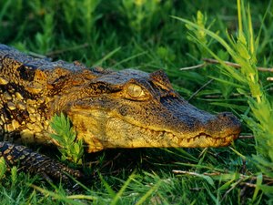 Seis pessoas são denunciadas por maus tratos contra jacaré-de-papo-amarelo