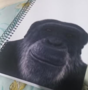 Professor é demitido após associar imagem de chimpanzé a aluno negro em escola de Maceió