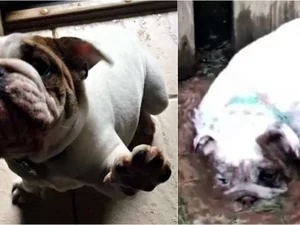 Bulldog viraliza após ser flagrada rolando na lama e perseguindo sua dona