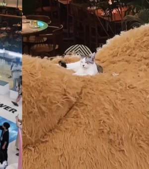 [Vídeo] Gatinho escala urso gigante em shopping na China e tira soneca no topo