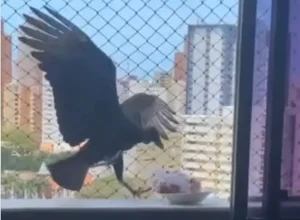 Urubu tenta 'roubar' carne que descongelava na varanda de apartamento em Fortaleza