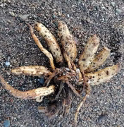 Praias são tomadas por plantas venenosas que podem matar em questão de horas