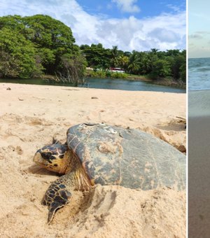 Alagoas oficializa plano para proteger tartarugas marinhas e integrar ações até 2030