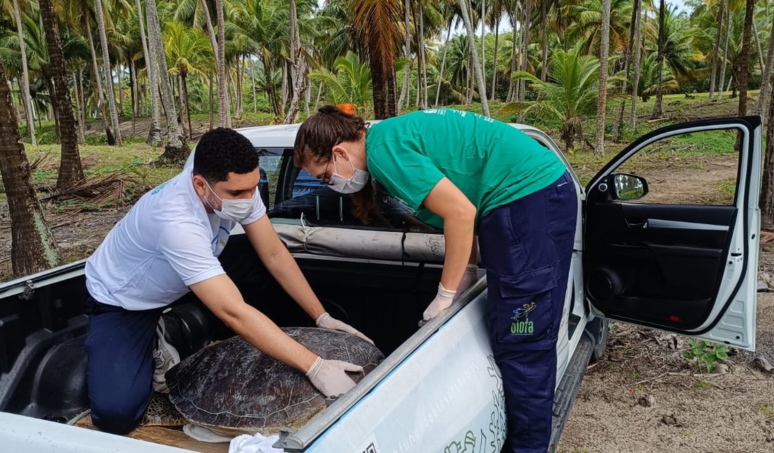 Tartaruga-verde é resgatada com ferimento grave na praia de Ipioca