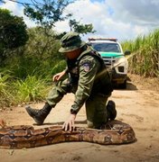 Polícia Militar destaca a apreensão e resgate de seis mil animais silvestres em 2024