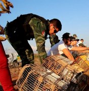 Mais de dois mil animais são resgatados durante fiscalização no Agreste e Sertão
