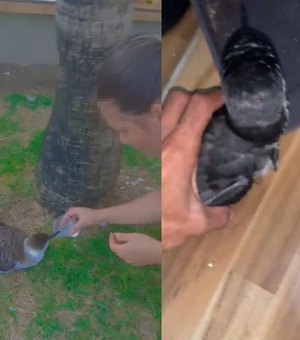 Alerta de gripe aviária: moradores voltam a ser flagrados com aves marinhas em AL