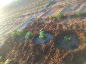 Santa Brígida-BA: Polícia Civil localizou plantação com 50 mil pés de maconha