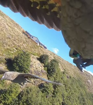 Papagaio rouba câmera GoPro de família na Nova Zelândia e vira cinegrafista por um dia