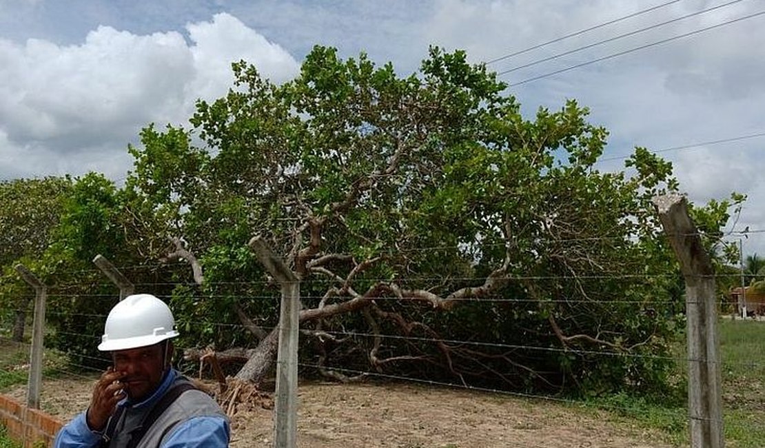 Dezoito municípios sertanejos ficam sem água após queda de árvore em subestação da Casal
