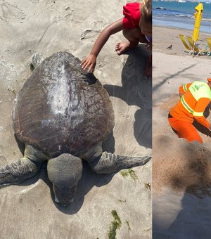 Tartaruga-oliva é encontrada morta na orla da Pajuçara, em Maceió