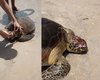 Tartaruga é encontrada com crânio esmagado na Praia de Peroba, em Maragogi