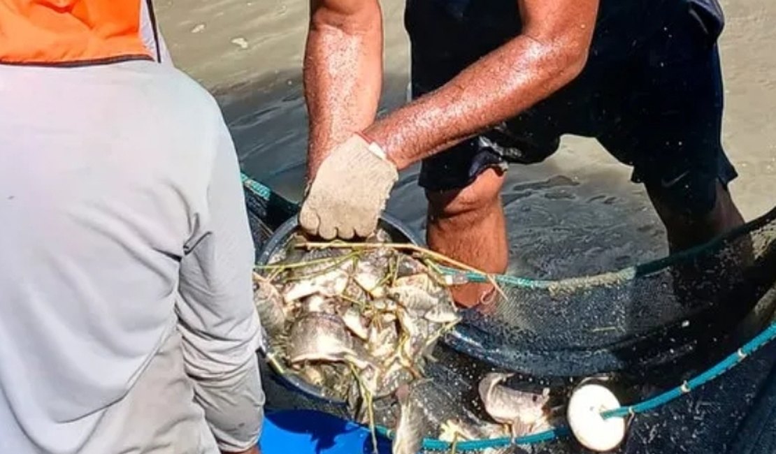 Prefeitura de Palmeira dos Índios realizará nova entrega de alevinos nesta quinta (30)