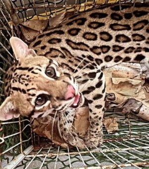 [Vídeo] Gato-do-mato é avistado em praça e capturado em União dos Palmares