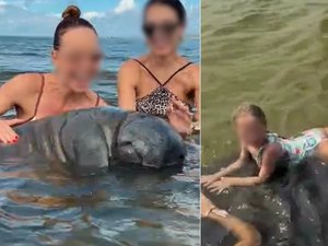 Turistas molestam peixe-boi e colocam criança em cima do animal no Norte de Alagoas