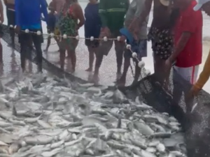 [Vídeo] Pescadores celebram fartura de peixes em praia de Alagoas